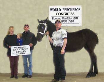 Koncar Lucy, donated to the World Percheron Congress Fundraising Project by owners Walter & Marlene Bayliss