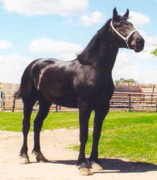 Raffle Filly - Grandsun Michelle