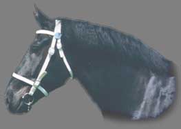 Percheron Head