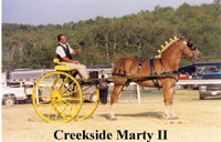 2 Year Old Champion Creekside Marty II