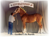 Yearling Champion - Gardiner's Sir Patrick