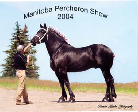 Andy, Supreme Champion Percheron