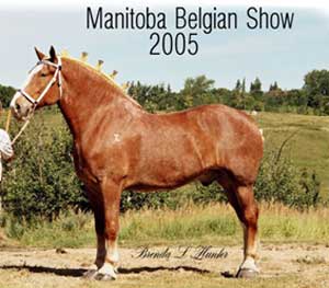 Chance - Reserve Champion Gelding