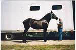 Honorable Mention - Silver Oak Kay