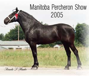 Reserve Sr. Champion Mare - Birdtail Valley Glenda Reserve Sr. Champion Mare - Birdtail Valley Glenda