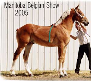 Roselea Dexter - Grand Champion Stallion