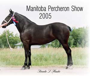 Supreme Percheron Champion - Birdtail Valley Jana Supreme Percheron Champion - Birdtail Valley Jana
