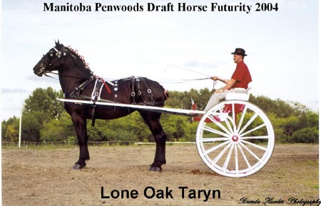 Lone Oak Taryn