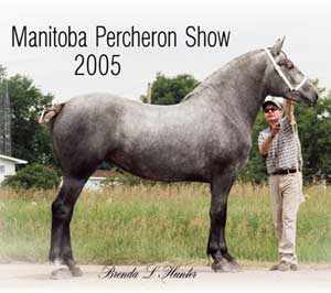 Senior Champion Percheron Mare - Elkview Kayla Senior Champion Percheron Mare - Elkview Kayla