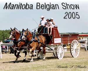 Registered Mare Class - Roselea Belgians
