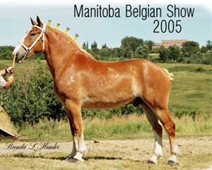 Reg - Grand Champion Gelding & Supreme Champion